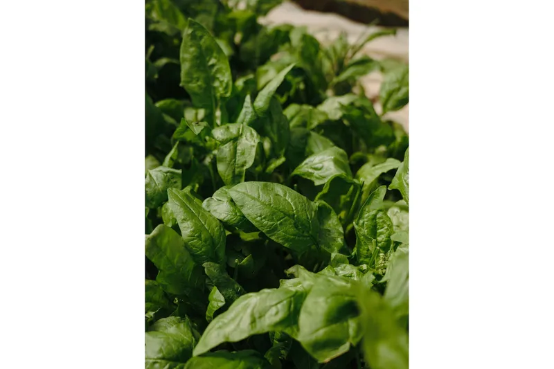 Poster Green Leaf 50x70 cm, Grön