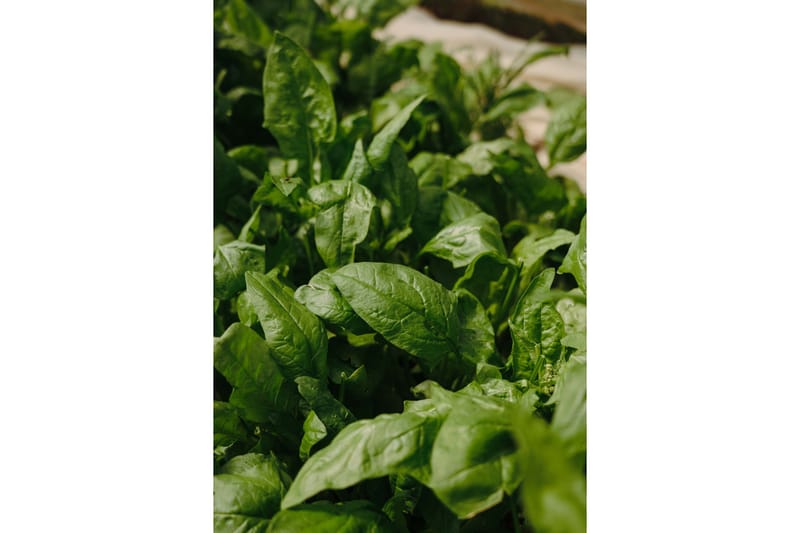 Poster Green Leaf 70x100 cm, Grön