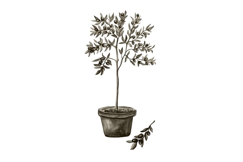 Poster Olive 30x40 cm, Vit/Grön