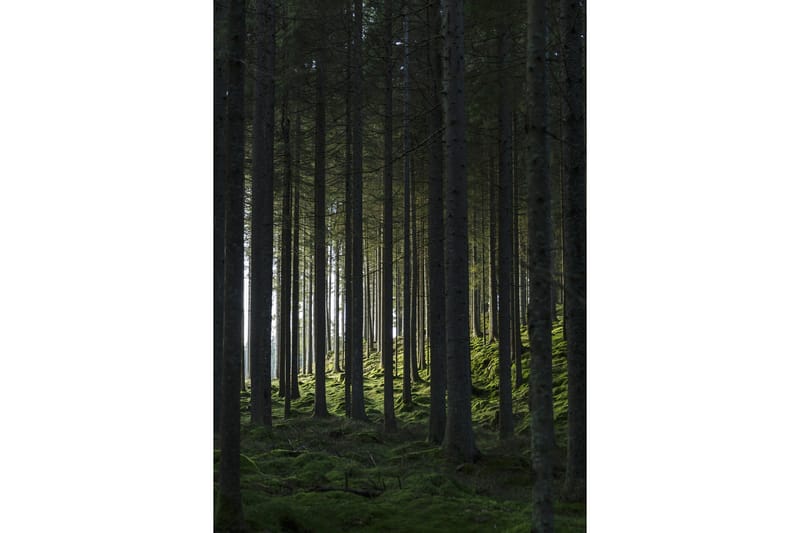 Poster Woods 21x30 cm, Svart/Grön