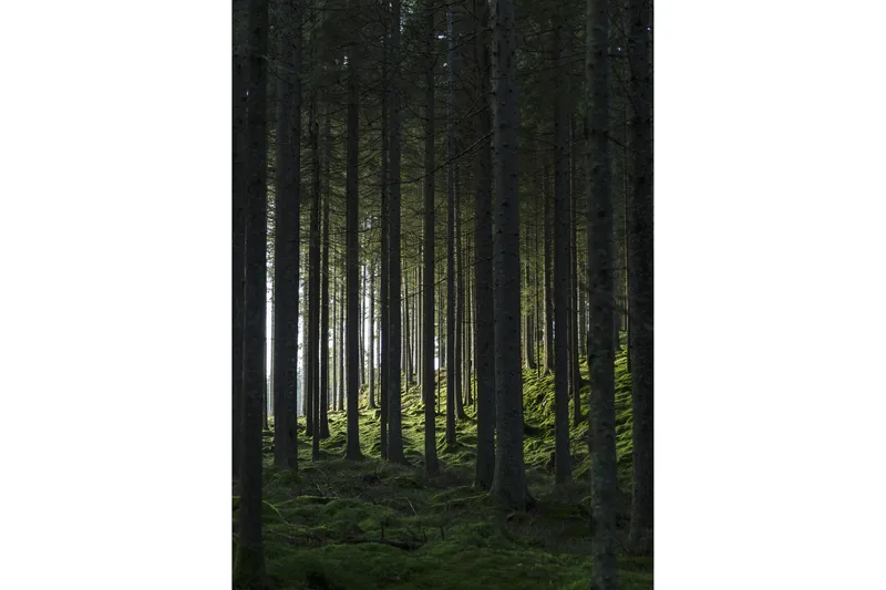 Poster Woods 50x70 cm, Svart/Grön