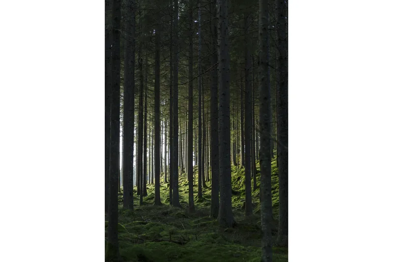 Poster Woods 70x100 cm, Svart/Grön