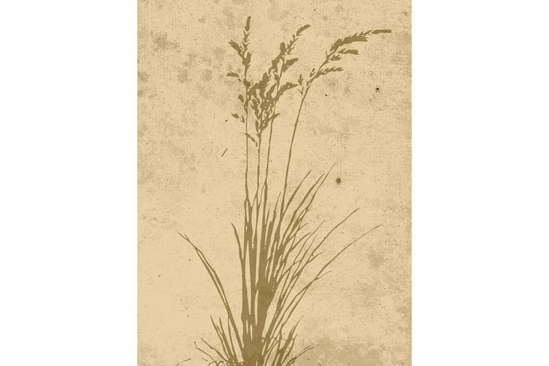 Poster Plant art 30x40 cm Beige - Poster & print