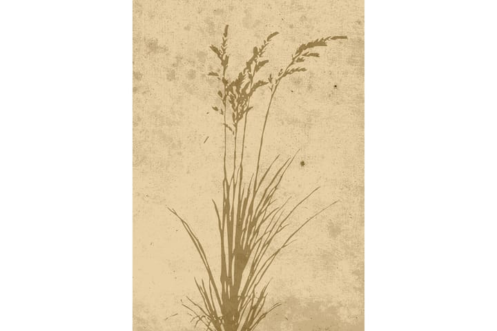 Poster Plant art 70x100 cm Beige - Poster & print
