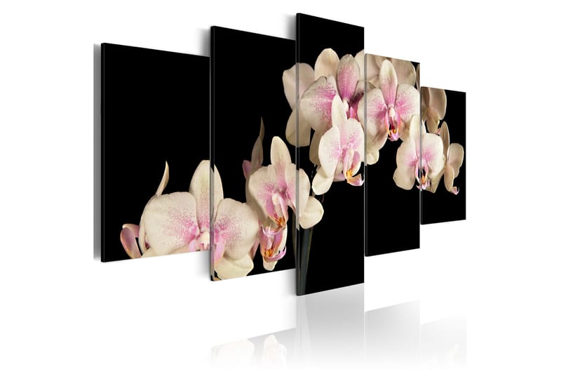 Tavla An Orchid On A Contrasting Background 200x100, Artgeist sp. z o. o.