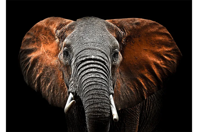 Tavla Elephant Flerfärgad 120X80, 80x120 cm