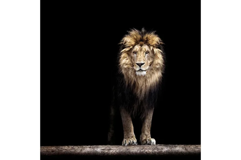 Tavla Lion, 50x50 cm