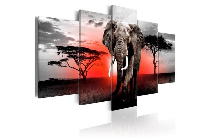 Tavla Lonely Elephant 200x100, Artgeist sp. z o. o.
