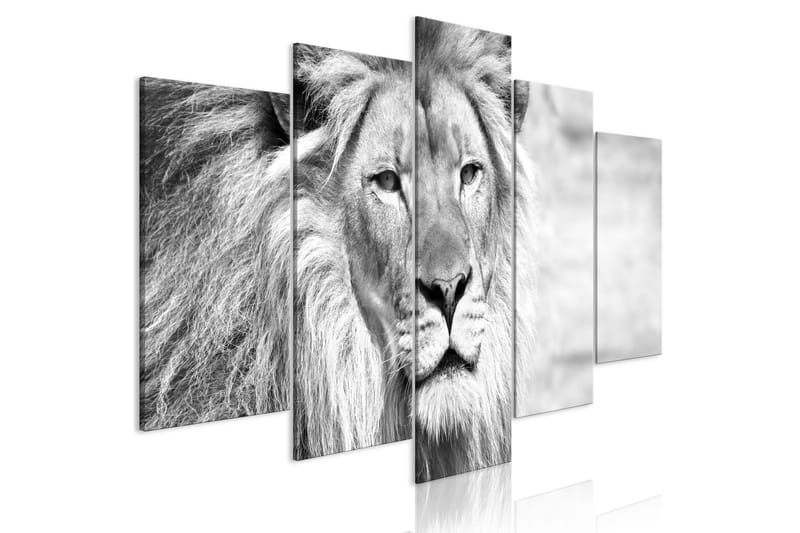 Tavla The King Of Beasts 5 Parts Wide B&W 100x50, Artgeist sp. z o. o.