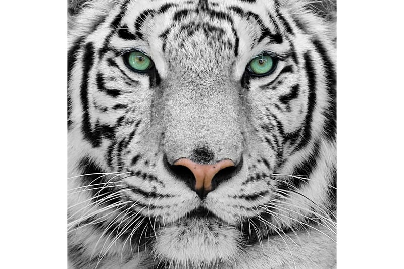 Tavla Tiger 50X50 Flerfärgad - 50x50 cm - Inredning & dekor - Tavlor & konst
