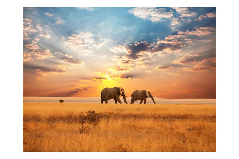 Fototapet Afrikanska Savannen Elefanter 300x231, Artgeist sp. z o. o.