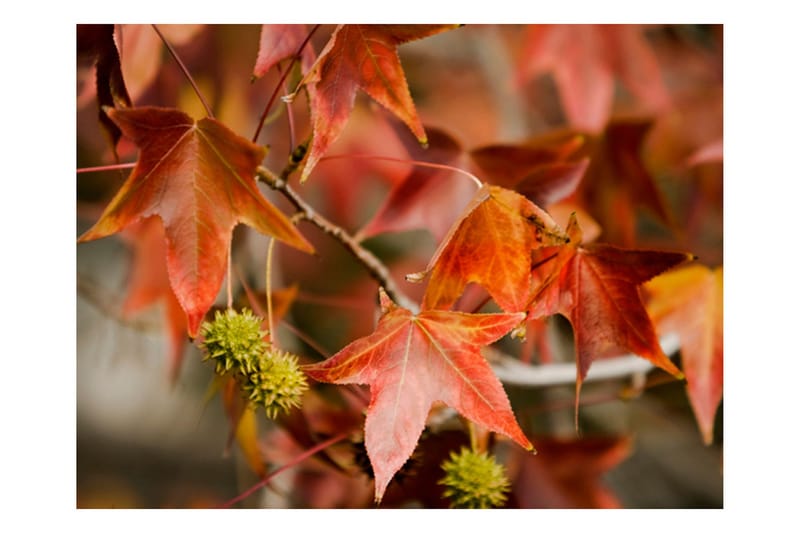 Fototapet Chestnut 300x231 - Artgeist sp. z o. o. - Inredning & dekor - Väggdekor - Tapeter & tapettillbehör - Fototapeter