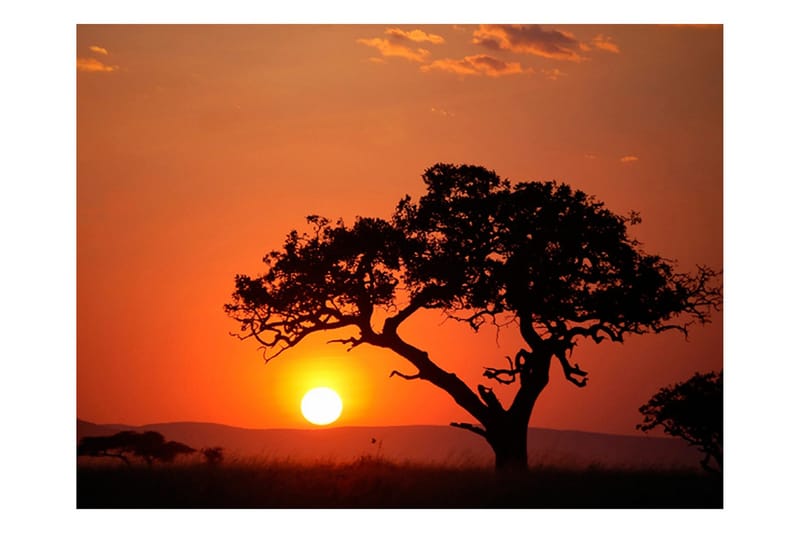 Fototapet Afrika Solnedgång 250x193 - Artgeist sp. z o. o. - Inredning & dekor - Väggdekor - Tapeter & tapettillbehör - Fototapeter