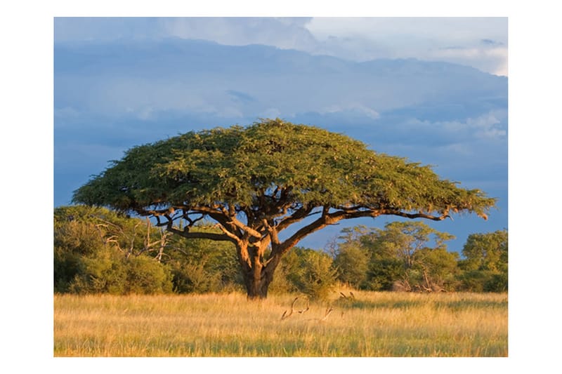 FOTOTAPET Afrikansk Akacia Träd Hwange 250x193 - Artgeist sp. z o. o. - Fototapeter