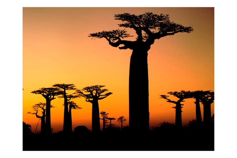 Fototapet Afrikanska Baobabträd 400x309 - Artgeist sp. z o. o. - Inredning & dekor - Väggdekor - Tapeter & tapettillbehör - Fototapeter