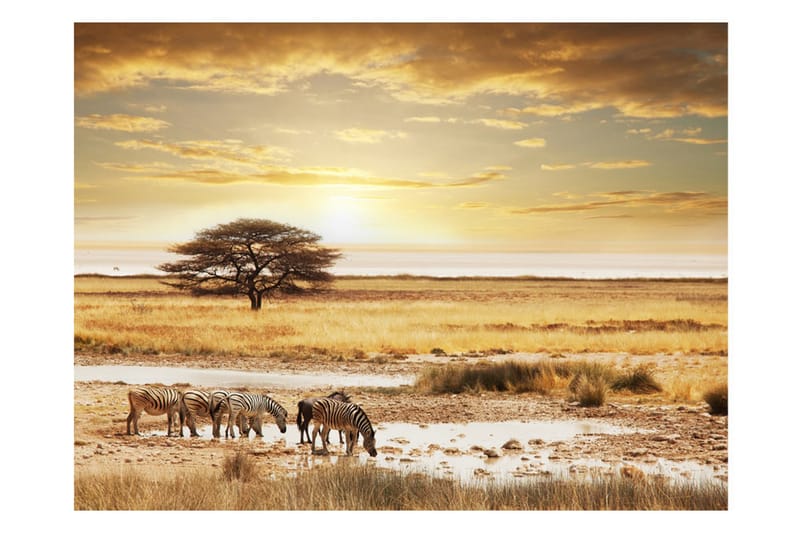 FOTOTAPET Afrikanska Zebror Runt Vattenhål 200x154 - Artgeist sp. z o. o. - Fototapeter