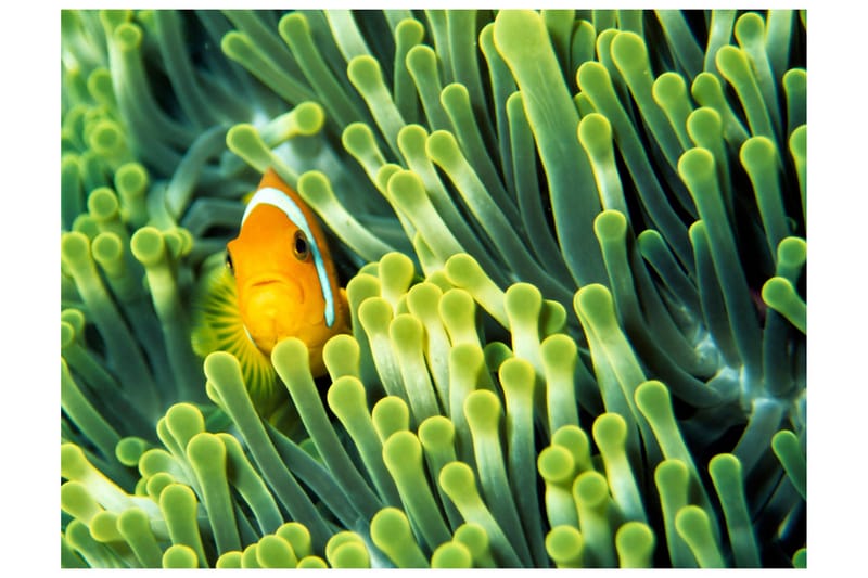 Fototapet Anemonefish 200x154, Artgeist sp. z o. o.