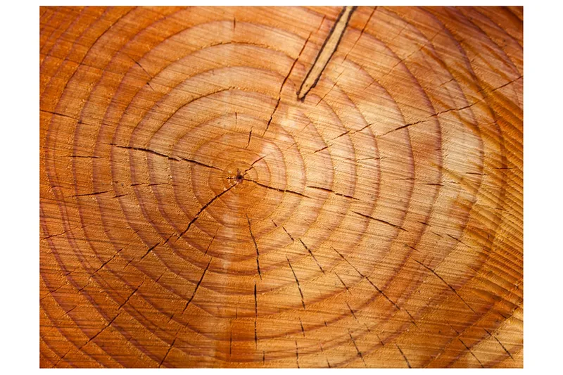 Fototapet Årsringar På En Trädstam 250x193, Artgeist sp. z o. o.