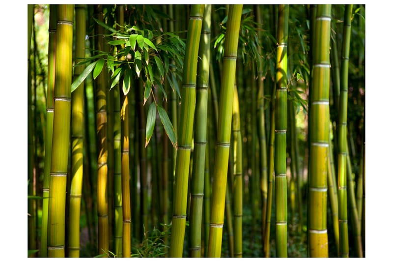 Fototapet Asiatisk Bambuskog 400x309, Artgeist sp. z o. o.