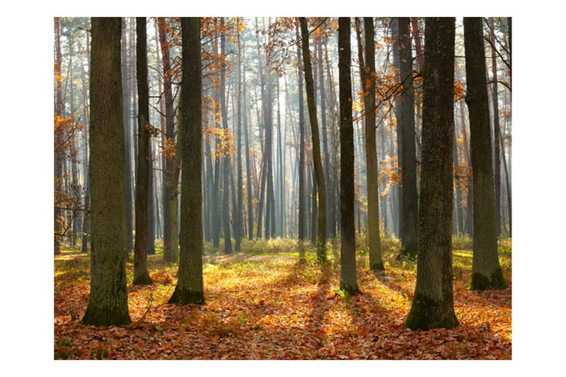 FOTOTAPET Autumn Trees 300x231 - Artgeist sp. z o. o. - Inredning & dekor - Väggdekor - Tapeter & tapettillbehör - Fototapeter