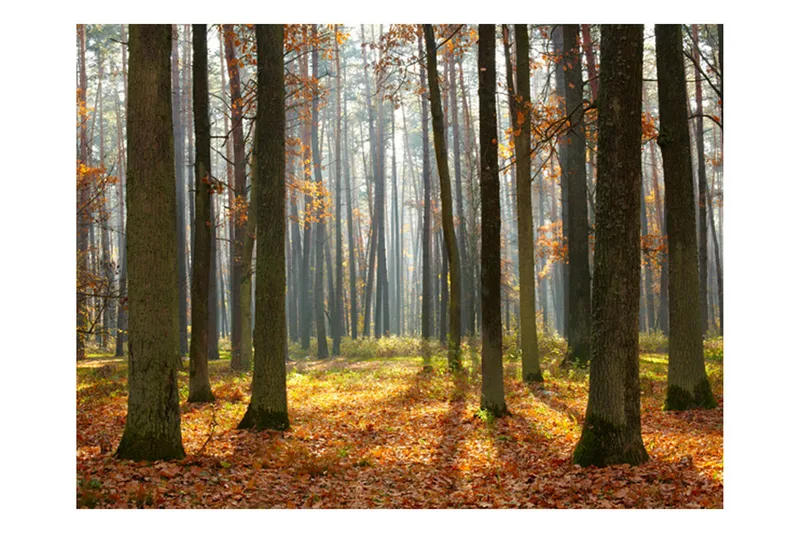 Fototapet Autumn Trees 400x309, Artgeist sp. z o. o.