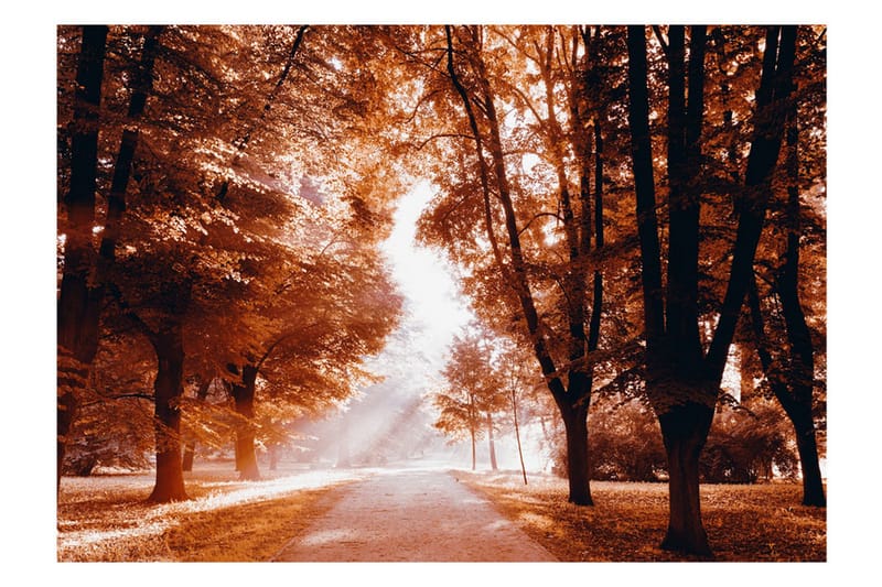 Fototapet Autumn Park 300x210 - Artgeist sp. z o. o. - Inredning & dekor - Väggdekor - Tapeter & tapettillbehör - Fototapeter