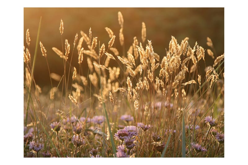 FOTOTAPET Awakening Ceral Field 200x154, Artgeist sp. z o. o.