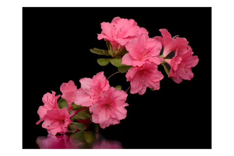 Fototapet Azalea In Black 400x309 - Artgeist sp. z o. o. - Inredning & dekor - Väggdekor - Tapeter & tapettillbehör - Fototapeter