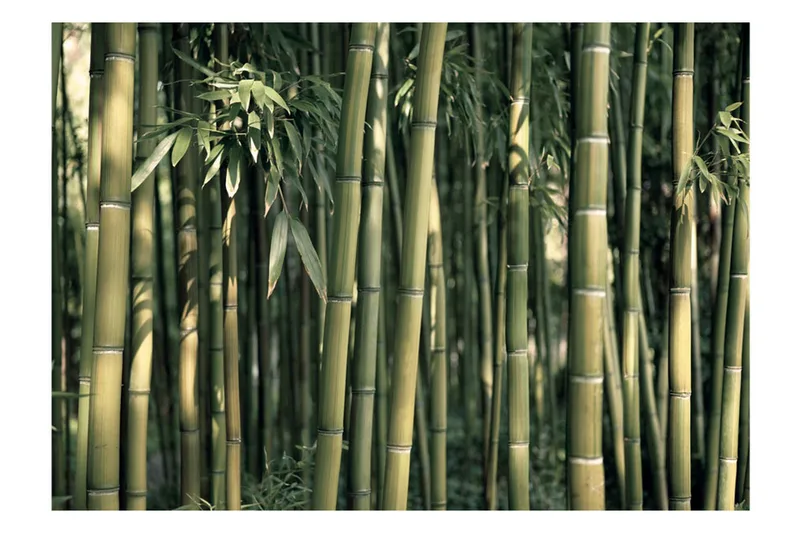 Fototapet Bamboo Exotic 300x210 - Artgeist sp. z o. o. - Inredning & dekor - Väggdekor - Tapeter & tapettillbehör - Fototapeter