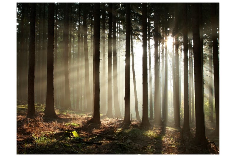 FOTOTAPET Barrskog 400x309, Artgeist sp. z o. o.