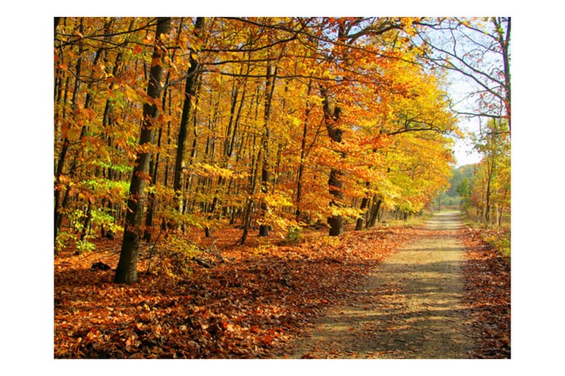 FOTOTAPET Beech Forest 250x193 - Artgeist sp. z o. o. - Inredning & dekor - Väggdekor - Tapeter & tapettillbehör - Fototapeter