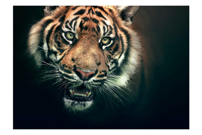 Fototapet Bengal Tiger 200x154 - Artgeist sp. z o. o. - Inredning & dekor - Väggdekor - Tapeter & tapettillbehör - Fototapeter