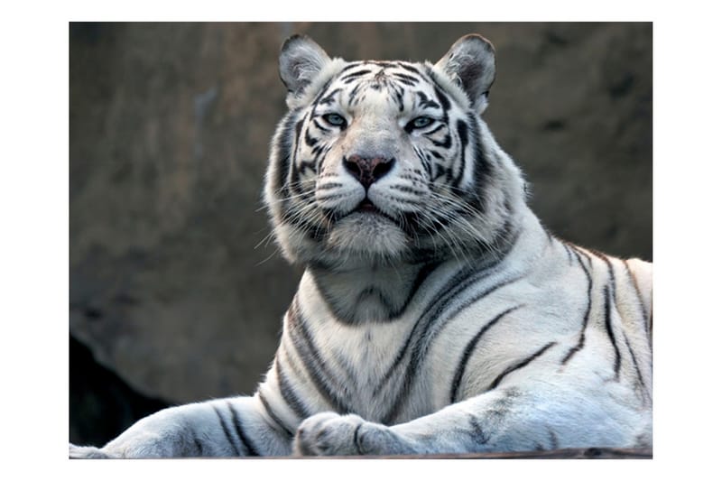 FOTOTAPET Bengali Tiger Zoo 300x231 - Artgeist sp. z o. o. - Inredning & dekor - Väggdekor - Tapeter & tapettillbehör - Fototapeter