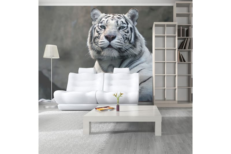 FOTOTAPET Bengali Tiger Zoo 350x270 - Artgeist sp. z o. o. - Inredning & dekor - Väggdekor - Tapeter & tapettillbehör - Fototapeter