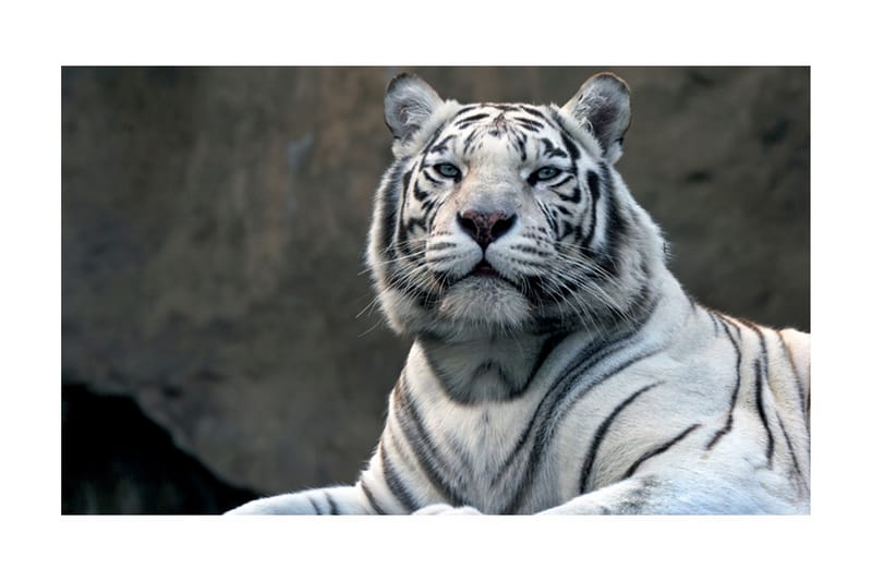 FOTOTAPET Bengali Tiger Zoo 450x270 - Artgeist sp. z o. o. - Inredning & dekor - Väggdekor - Tapeter & tapettillbehör - Fototapeter