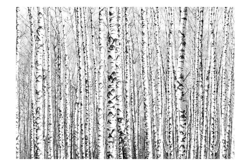 Fototapet Birch Forest 100x70 - Artgeist sp. z o. o. - Inredning & dekor - Väggdekor - Tapeter & tapettillbehör - Fototapeter