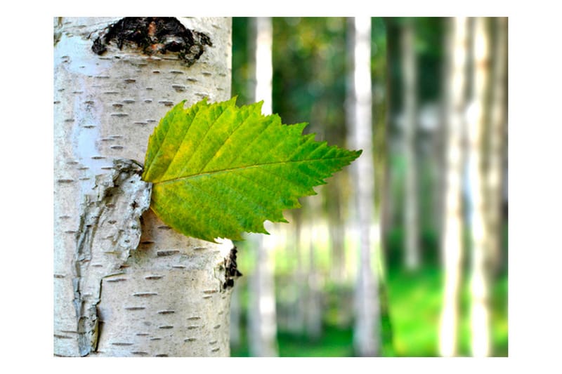 FOTOTAPET Björklöv 250x193, Artgeist sp. z o. o.