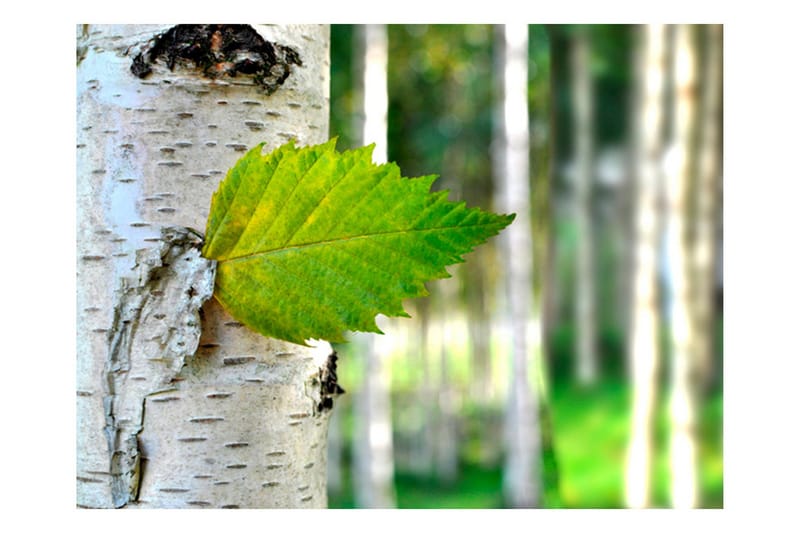 Fototapet Björklöv 400x309, Artgeist sp. z o. o.