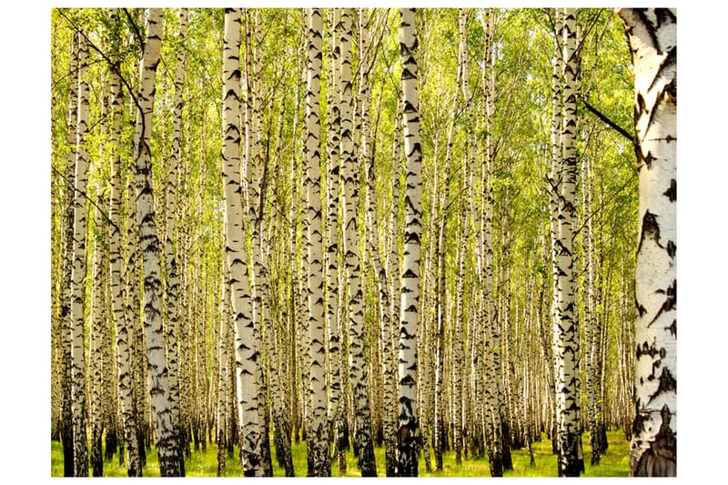 FOTOTAPET Björkskog 250x193 - Artgeist sp. z o. o. - Inredning & dekor - Väggdekor - Tapeter & tapettillbehör - Fototapeter