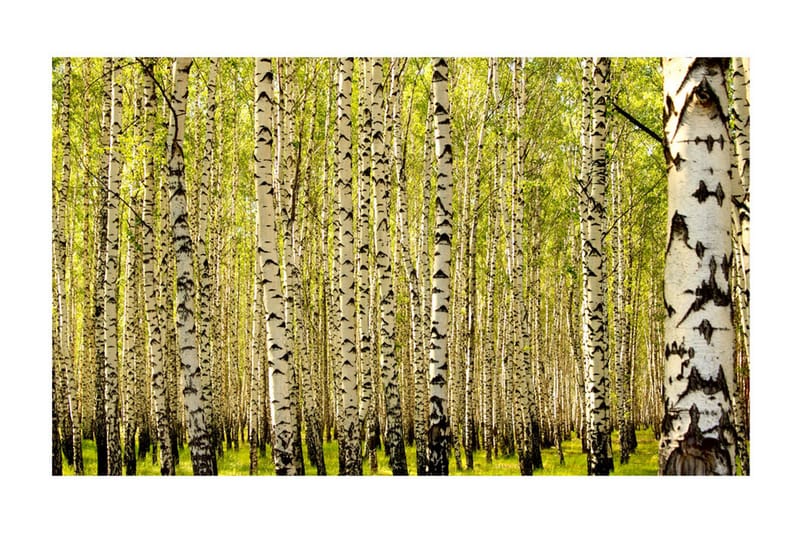 Fototapet Björkskog 450x270 - Artgeist sp. z o. o. - Inredning & dekor - Väggdekor - Tapeter & tapettillbehör - Fototapeter