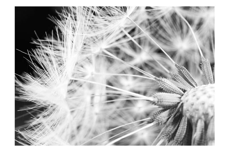 Fototapet Black And White Dandelion 200x140 - Artgeist sp. z o. o. - Inredning & dekor - Väggdekor - Tapeter & tapettillbehör - Fototapeter