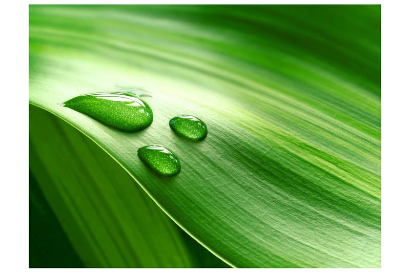 Fototapet Blad Och Tre Droppar Vatten 250x193, Artgeist sp. z o. o.