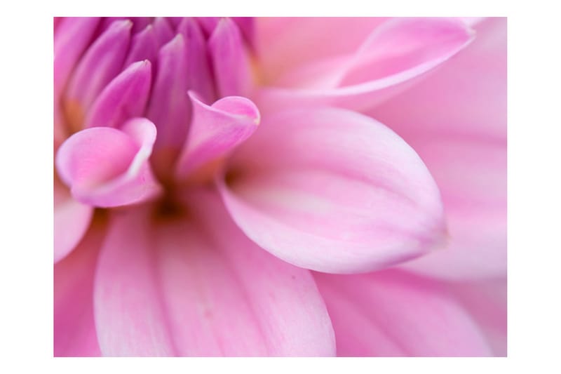FOTOTAPET Blomblad Dahlia 200x154 - Artgeist sp. z o. o. - Inredning & dekor - Väggdekor - Tapeter & tapettillbehör - Fototapeter