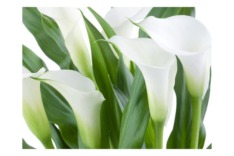 Fototapet Blombukett Kallor 400x309 - Artgeist sp. z o. o. - Inredning & dekor - Väggdekor - Tapeter & tapettillbehör - Fototapeter