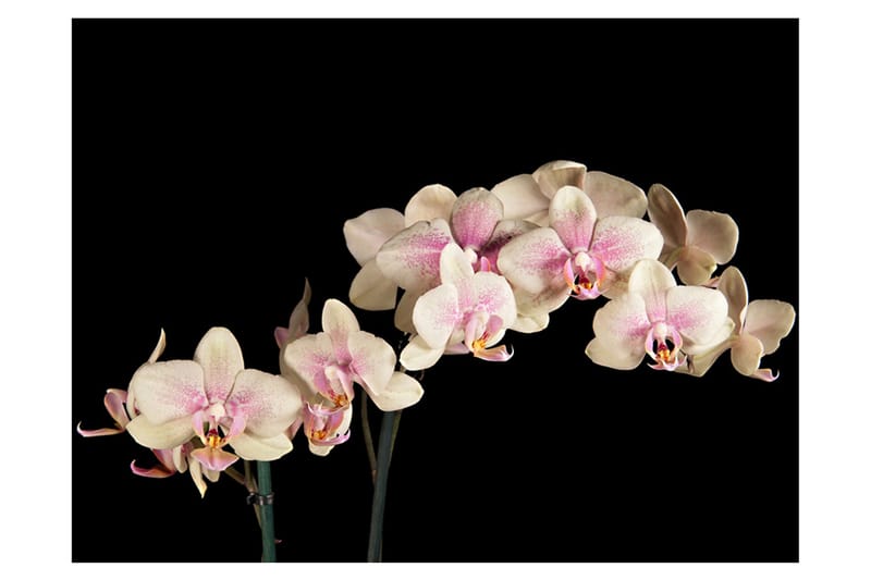 Fototapet Blooming Orchid 350x270 - Artgeist sp. z o. o. - Inredning & dekor - Väggdekor - Tapeter & tapettillbehör - Fototapeter