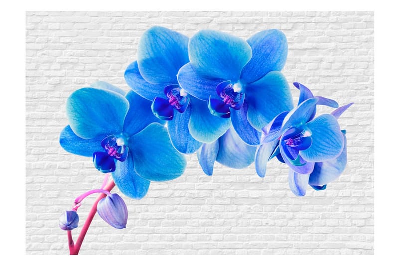 Fototapet Blue Excitation 100x70 - Artgeist sp. z o. o. - Inredning & dekor - Väggdekor - Tapeter & tapettillbehör - Fototapeter