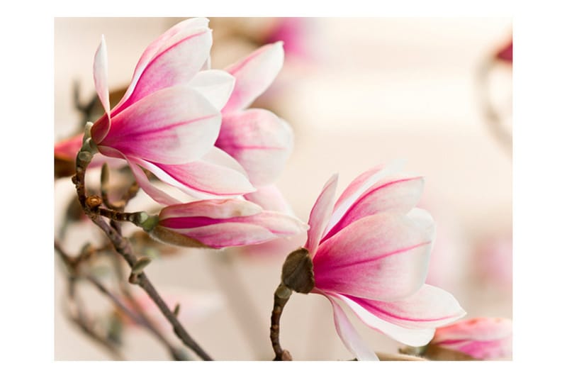 Fototapet Branch Of Magnolia Tree 300x231 - Artgeist sp. z o. o. - Inredning & dekor - Väggdekor - Tapeter & tapettillbehör - Fototapeter