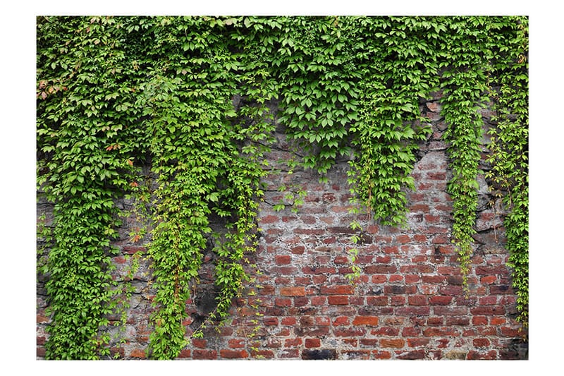 FOTOTAPET Brick And Ivy 300x210 - Artgeist sp. z o. o. - Inredning & dekor - Väggdekor - Tapeter & tapettillbehör - Fototapeter
