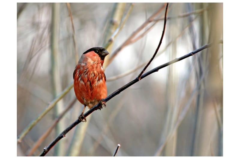 Fototapet Bullfinch In The Forest 350x270, Artgeist sp. z o. o.