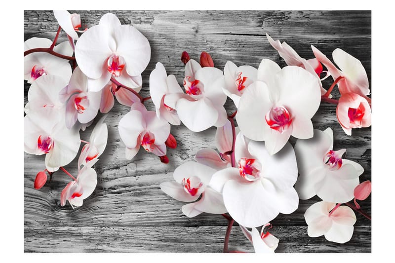 Fototapet Callous Orchids 400x280 - Artgeist sp. z o. o. - Inredning & dekor - Väggdekor - Tapeter & tapettillbehör - Fototapeter